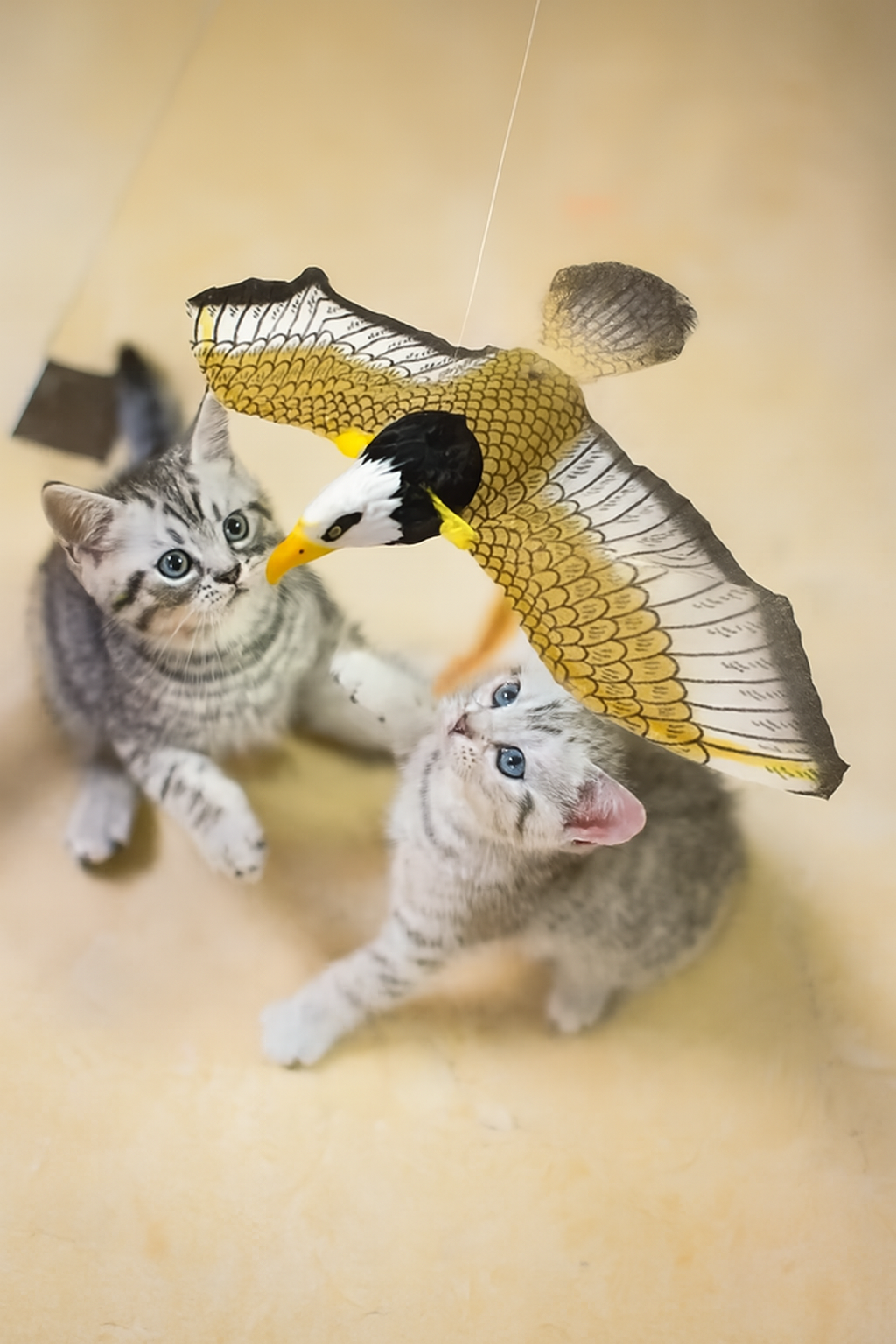Leteća igračka za mačke