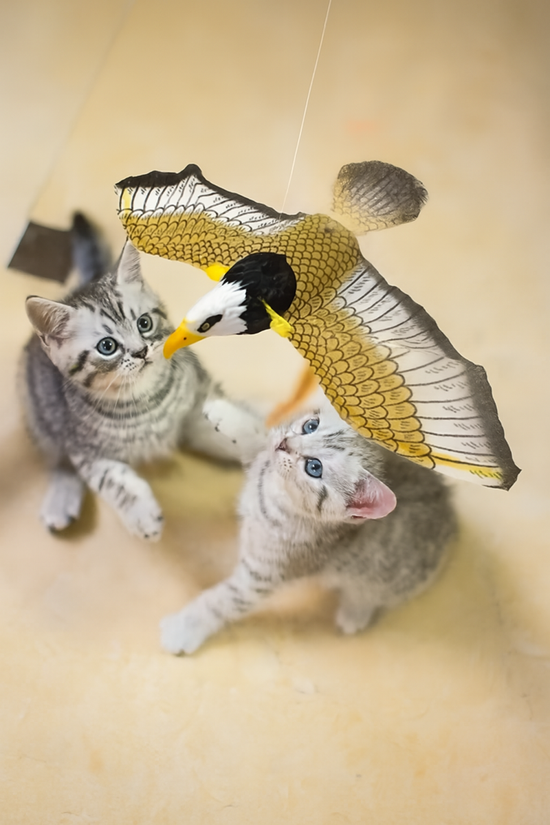 Leteća igračka za mačke